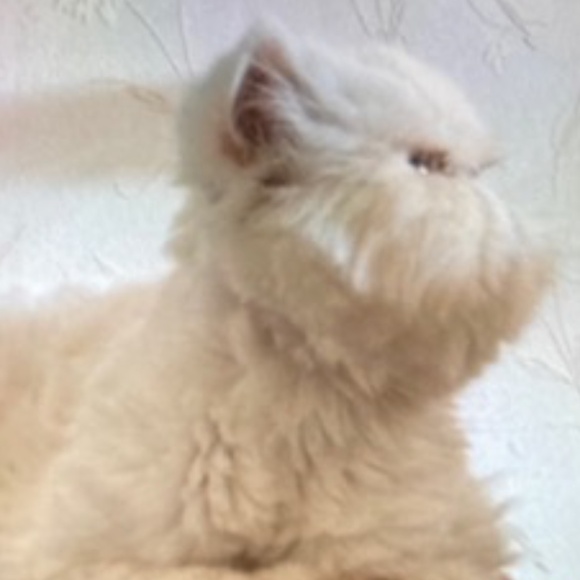 Carmen Marc Valvo A-Line Dress - Picture 9 of 9